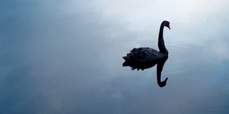 UMBC, Black Swans, and your Financial Health